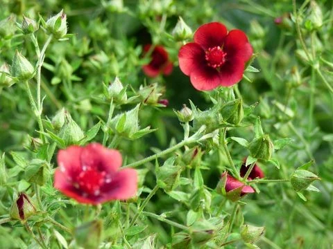 Fingerkraut, dunkelrot (Potentilla thurberi)