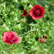 Fingerkraut, dunkelrot (Potentilla thurberi)