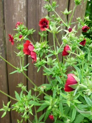 Fingerkraut, dunkelrot (Potentilla thurberi)