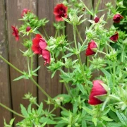 Fingerkraut, dunkelrot (Potentilla thurberi)