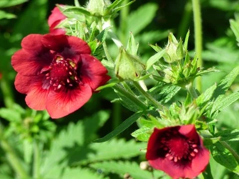 Fingerkraut, dunkelrot (Potentilla thurberi)