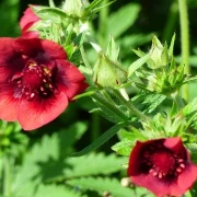 Fingerkraut, dunkelrot (Potentilla thurberi)