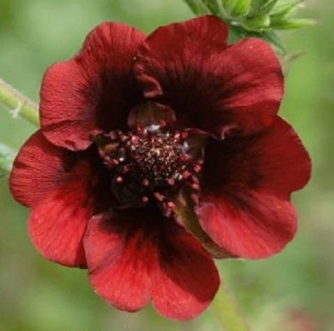 Fingerkraut, dunkelrot (Potentilla thurberi)