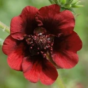 Fingerkraut, dunkelrot (Potentilla thurberi)