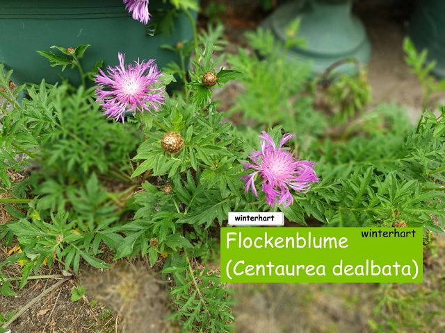 Flockenblume (Centaurea dealbata)