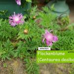 Flockenblume (Centaurea dealbata)