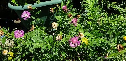 Flockenblume (Centaurea dealbata)