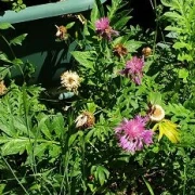 Flockenblume (Centaurea dealbata)