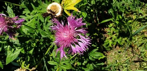 Flockenblume (Centaurea dealbata)