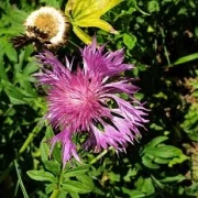 Flockenblume (Centaurea dealbata)