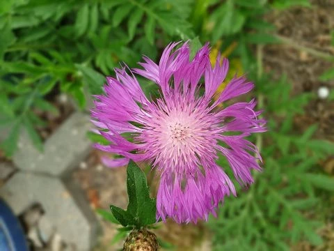Flockenblume (Centaurea dealbata)