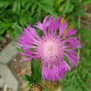 Flockenblume (Centaurea dealbata)
