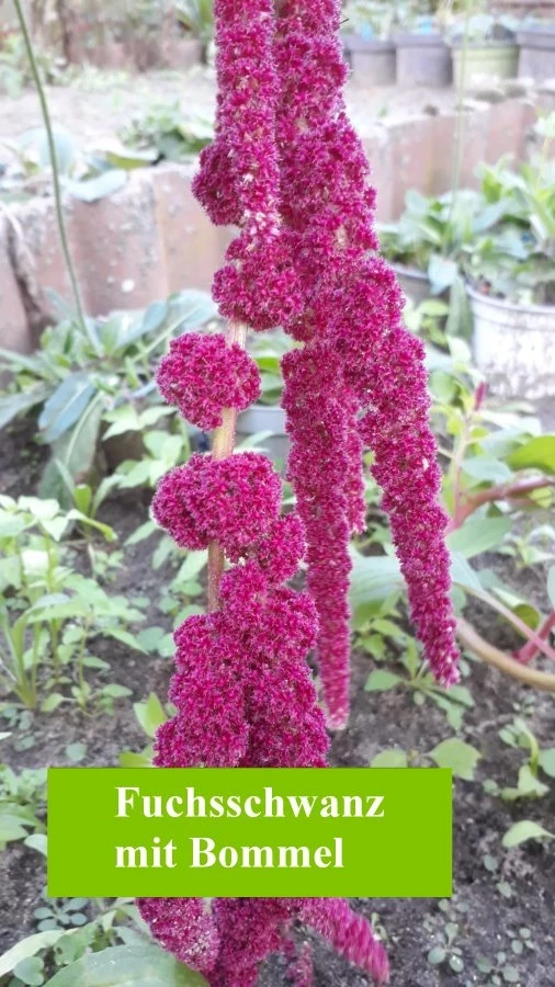 Fuchsschwanz , mit Bommel