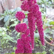 Fuchsschwanz , mit Bommel