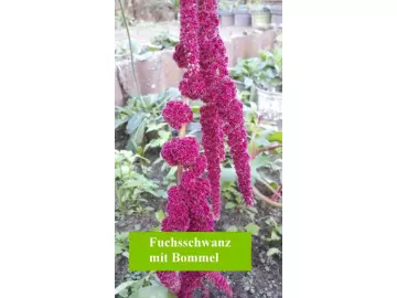 Fuchsschwanz , mit Bommel