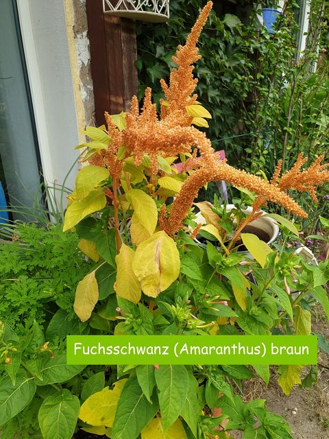 Fuchsschwanz (Amaranthus)