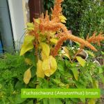 Fuchsschwanz (Amaranthus)