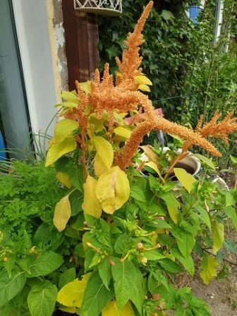 Fuchsschwanz (Amaranthus)