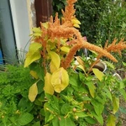 Fuchsschwanz (Amaranthus)