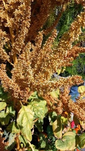 Fuchsschwanz (Amaranthus)