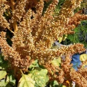 Fuchsschwanz (Amaranthus)