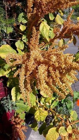 Fuchsschwanz (Amaranthus)