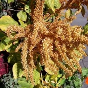Fuchsschwanz (Amaranthus)