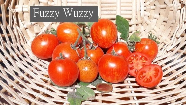 Fuzzy Wuzzy