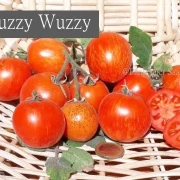 Fuzzy Wuzzy