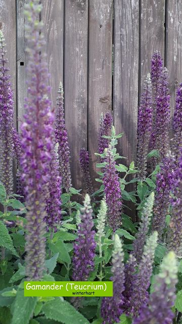 Gamander (Teucrium)