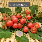 Gartenperle (Cherrytomate)