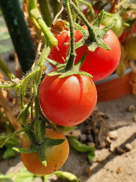 Gartenperle (Cherrytomate)