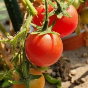 Gartenperle (Cherrytomate)