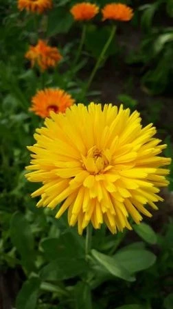 Gefüllte Ringelblume (Calendula)