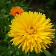 Gefüllte Ringelblume (Calendula)