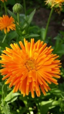 Gefüllte Ringelblume (Calendula)