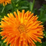 Gefüllte Ringelblume (Calendula)