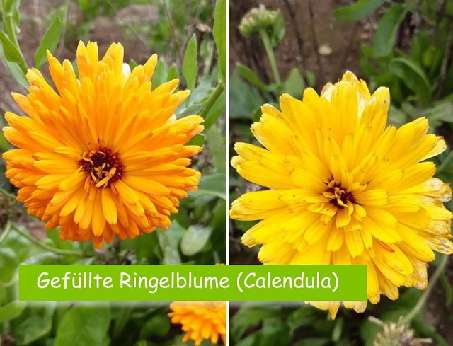 Gefüllte Ringelblume (Calendula)
