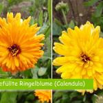 Gefüllte Ringelblume (Calendula)