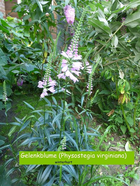 Gelenkblume (Physostegia virginiana)