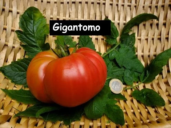 Gigantomo' Fleisch-Tomate
