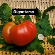 Gigantomo' Fleisch-Tomate