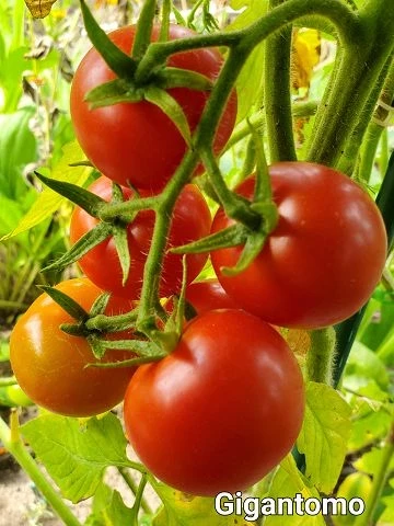 Gigantomo' Fleisch-Tomate