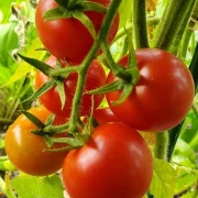 Gigantomo' Fleisch-Tomate