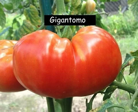 Gigantomo' Fleisch-Tomate