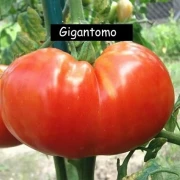 Gigantomo' Fleisch-Tomate