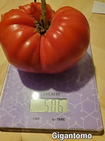 Gigantomo' Fleisch-Tomate