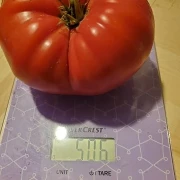 Gigantomo' Fleisch-Tomate