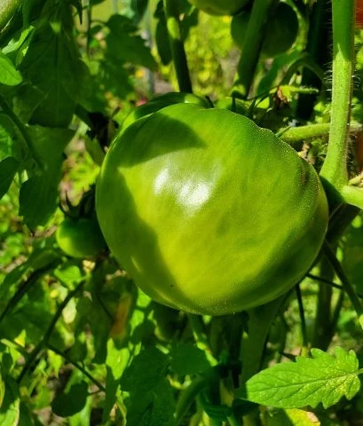 Gigantomo' Fleisch-Tomate