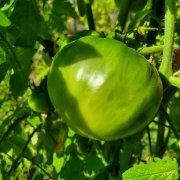 Gigantomo' Fleisch-Tomate